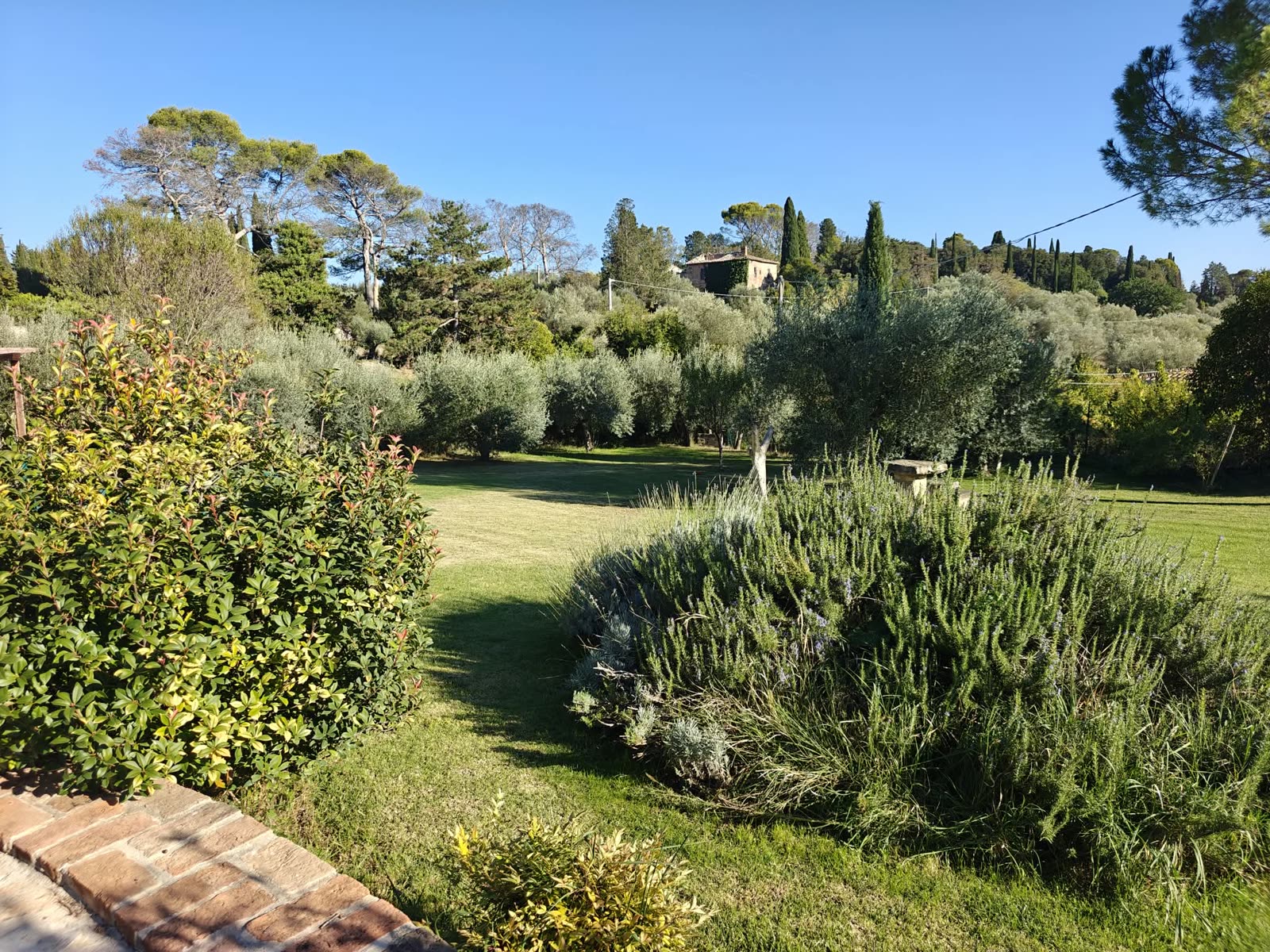 Il giardino dello studio: prato, ulivi e rosmarino.